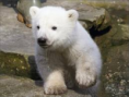 /album/photogallery/polar-bear-png/